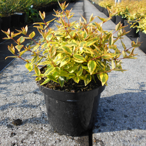 Abelia Grandiflora 'Kaleidoscope'